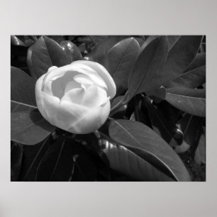 Affiche Floraison de magnolia en noir et blanc