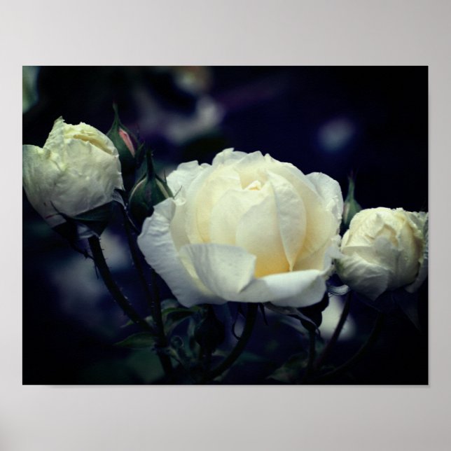 Affiche Floral blanc Rosebud Trio (Devant)
