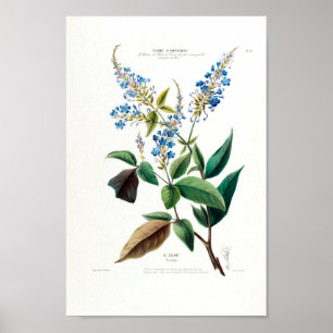 Affiche Floral Bleu Le Colant Plombayo Flore D Amerique