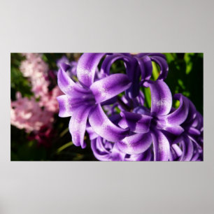 Affiche Floral Blue Hyacinth