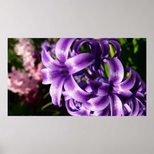 Affiche Floral Blue Hyacinth (Devant)