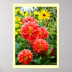 Affiche Floral dahlias rouge