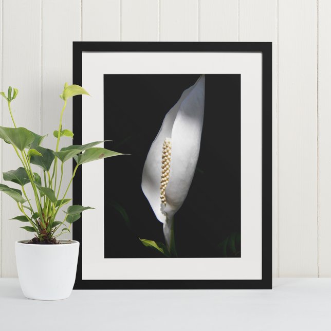 Affiche Floral Plante blanc Lily (In Situ Framed)