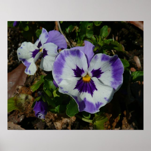 Affiche Floral Purple and White Pansies (Devant)