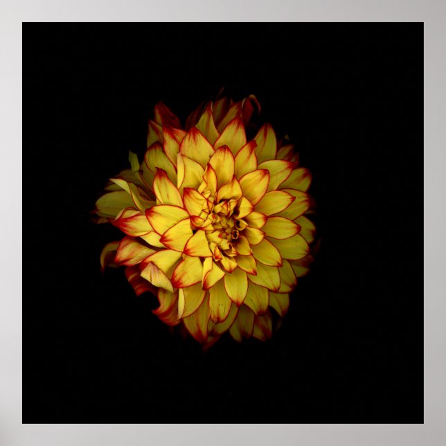 Affiche florale de Dahlia doré ardent (Devant)