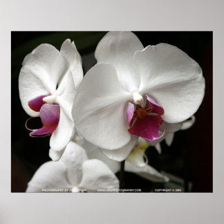 Affiche Floralscape/JDA030408109