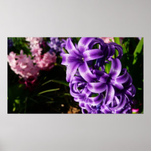 Affiche Flore de printemps Blue Hyacinth II