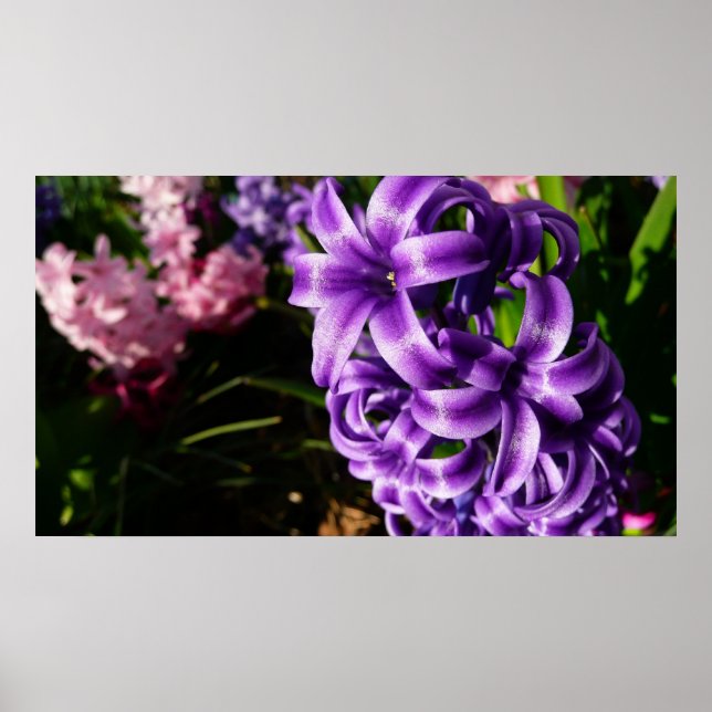 Affiche Flore de printemps Blue Hyacinth II (Devant)