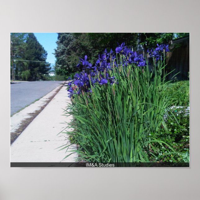 Affiche Flore le long du chemin (Devant)