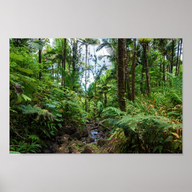 Affiche Flore tropicale de la forêt tropicale de el yunque (Devant)