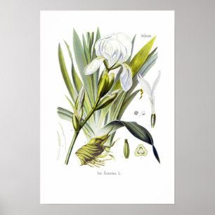 Affiche Florentina d'iris