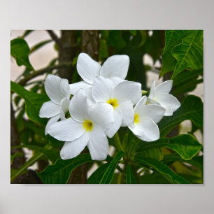 Affiche Flores de la Plumeria blanche