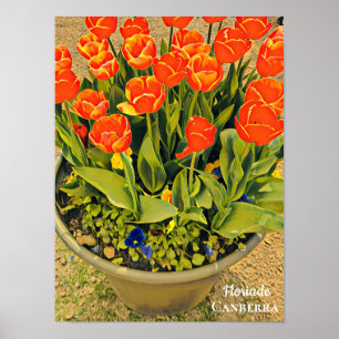 Affiche Floriade Canberra festival de fleurs imprimer tuli