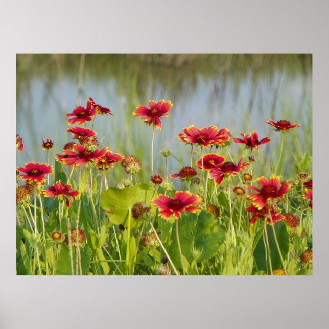 Affiche FLORIDA BLANKET FLEURS (Devant)
