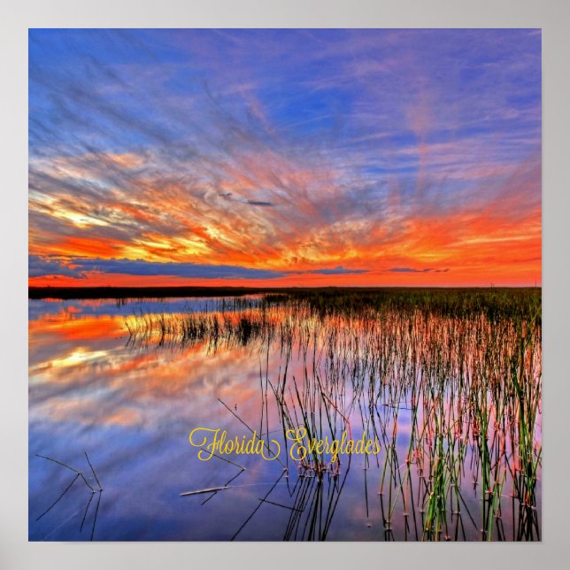 Affiche Florida Everglades, panorama pittoresque, (Devant)