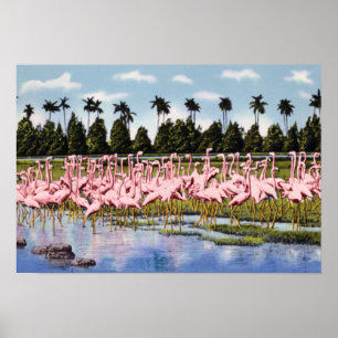 Affiche Florida Flock of Coral Flamants roses