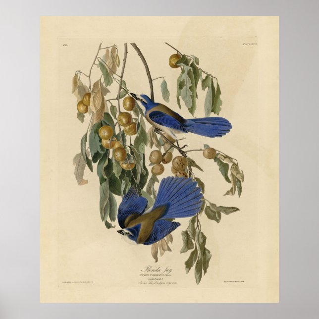 Affiche Florida Jay (Scrub-Jay) Audubon's Birds of America (Devant)