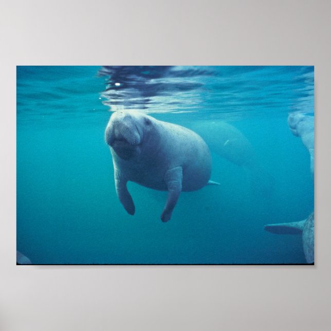 Affiche Florida Manatee (Devant)