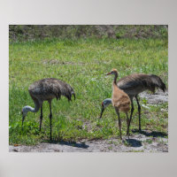 Florida Sandhill Cranes Nature Photograph