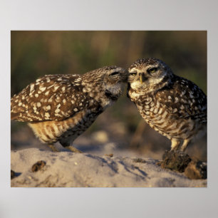 Affiche Floride, Fort Myers. Hibou des terriers appariemen