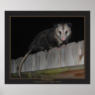 Affiche Floride Opossum