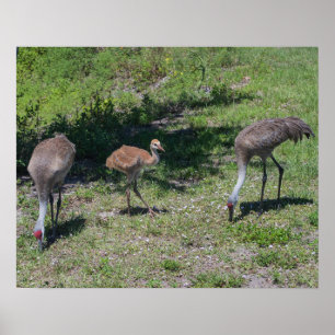 Affiche Floride Sandhill Cranes famille photo