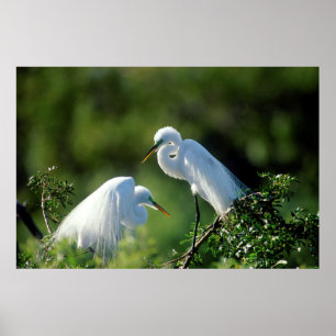 Affiche Floride, Venise, Sanctuaire Audubon, Grande Aigret
