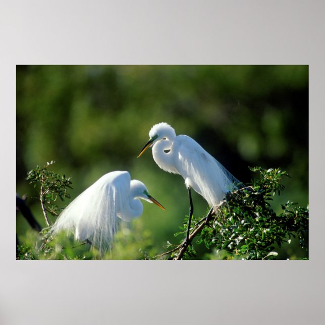 Affiche Floride, Venise, Sanctuaire Audubon, Grande Aigret (Devant)