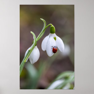 Affiche Flower Art Ladybug Gallery Flower Garden ArtFlower