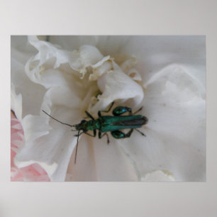 Affiche Flower Beetle Print