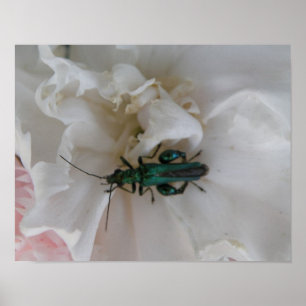 Affiche Flower Beetle Print