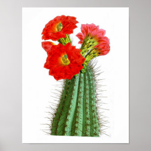 Affiche Flower Cactus No2 Vintage Histoire naturelle Impri
