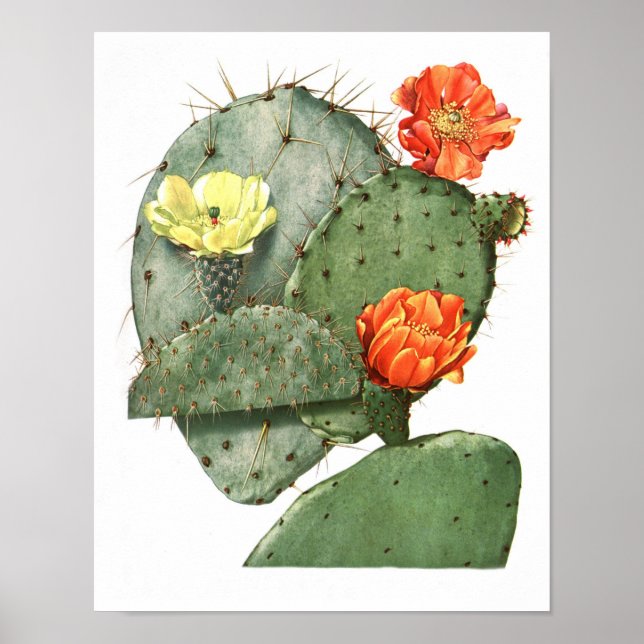 Affiche Flower Cactus No9 Histoire naturelle Vintage Impri (Devant)