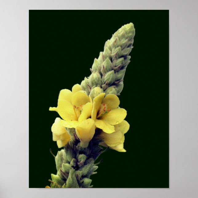 Affiche Flower jaune sauvage (Devant)