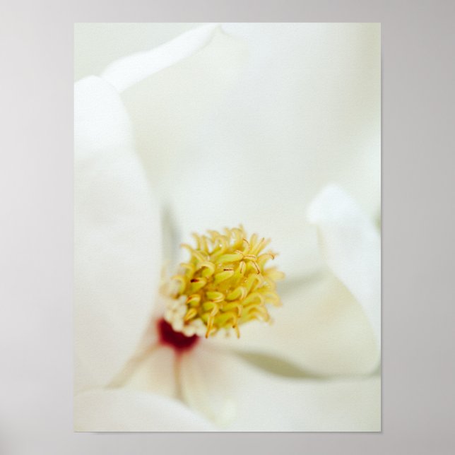Affiche Flower Magnolia (Devant)