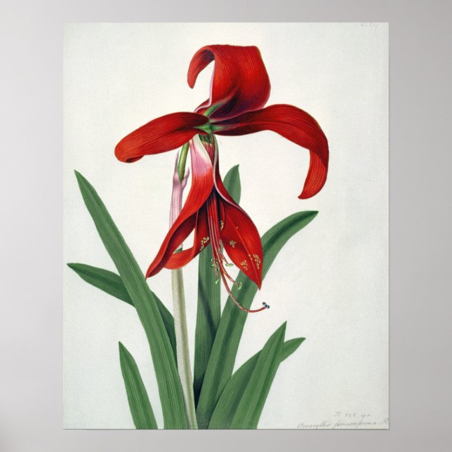 Affiche Flower Study, (Devant)