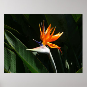 Affiche Flower tropical orange paradise