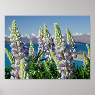 Affiche Flowering Lupine New Zealand Landscape