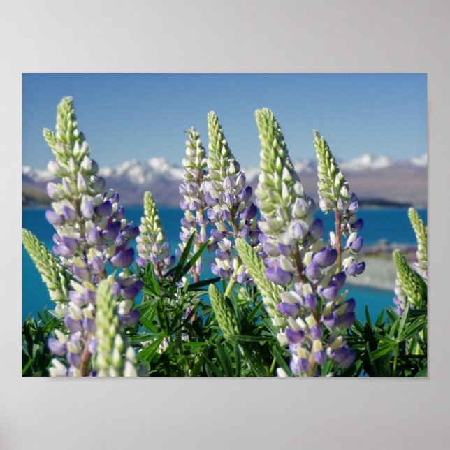 Affiche Flowering Lupine New Zealand Landscape (Devant)
