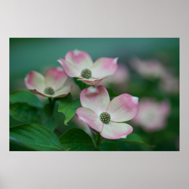 Affiche Flowers | Dogwood Blossoms (Devant)