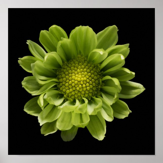Affiche Flowers | Green Chrysanthemum (Devant)