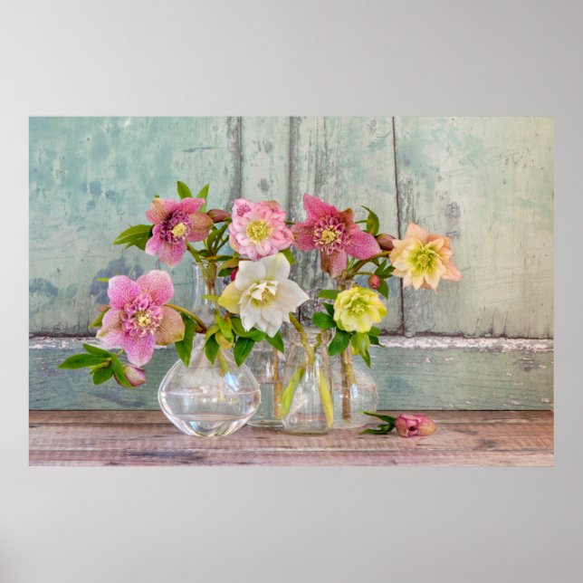 Affiche Flowers | Hellebores in Vases (Devant)