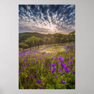 Affiche Flowers (homonymie)   Ordre d'Australie