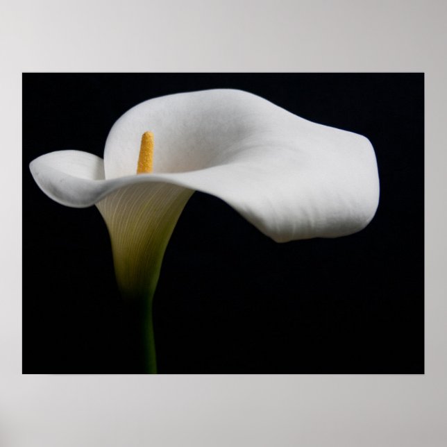 Affiche Flowers (homonymie) | White Calla Lily (Devant)