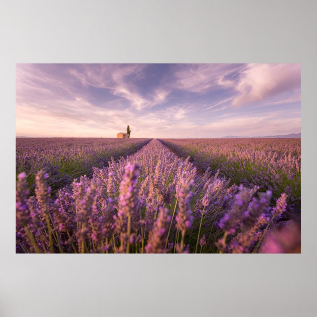 Affiche Flowers | Lavender Southern France (Devant)