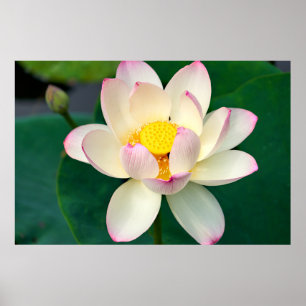 Affiche Flowers   Lotus Water Flower