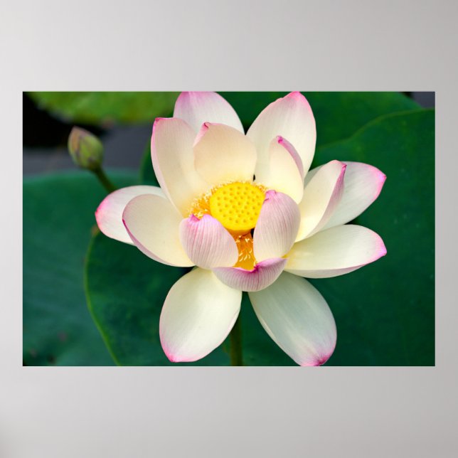Affiche Flowers | Lotus Water Flower (Devant)