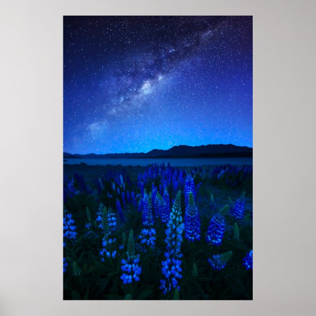 Affiche Flowers | Lupines Blooming  at Night Lake Tekapo (Devant)