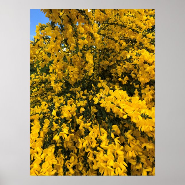 Affiche Flowers on the Trail, Oregon (Devant)