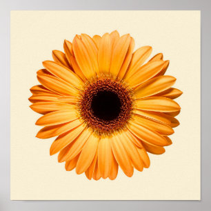 Affiche Flowers Orange Gerbera
